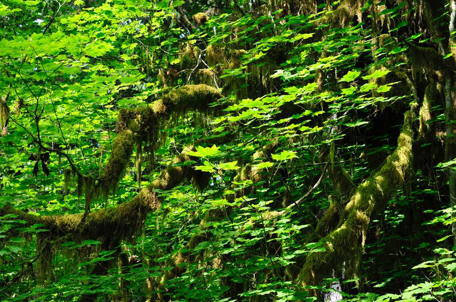QuinaltRainForest